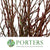 Flowering Currant (Wild) (Various Sizes)