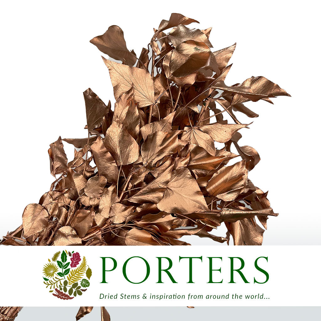 Ivy 'Foliage' (Preserved & Painted) (DRY) (Various Colours)