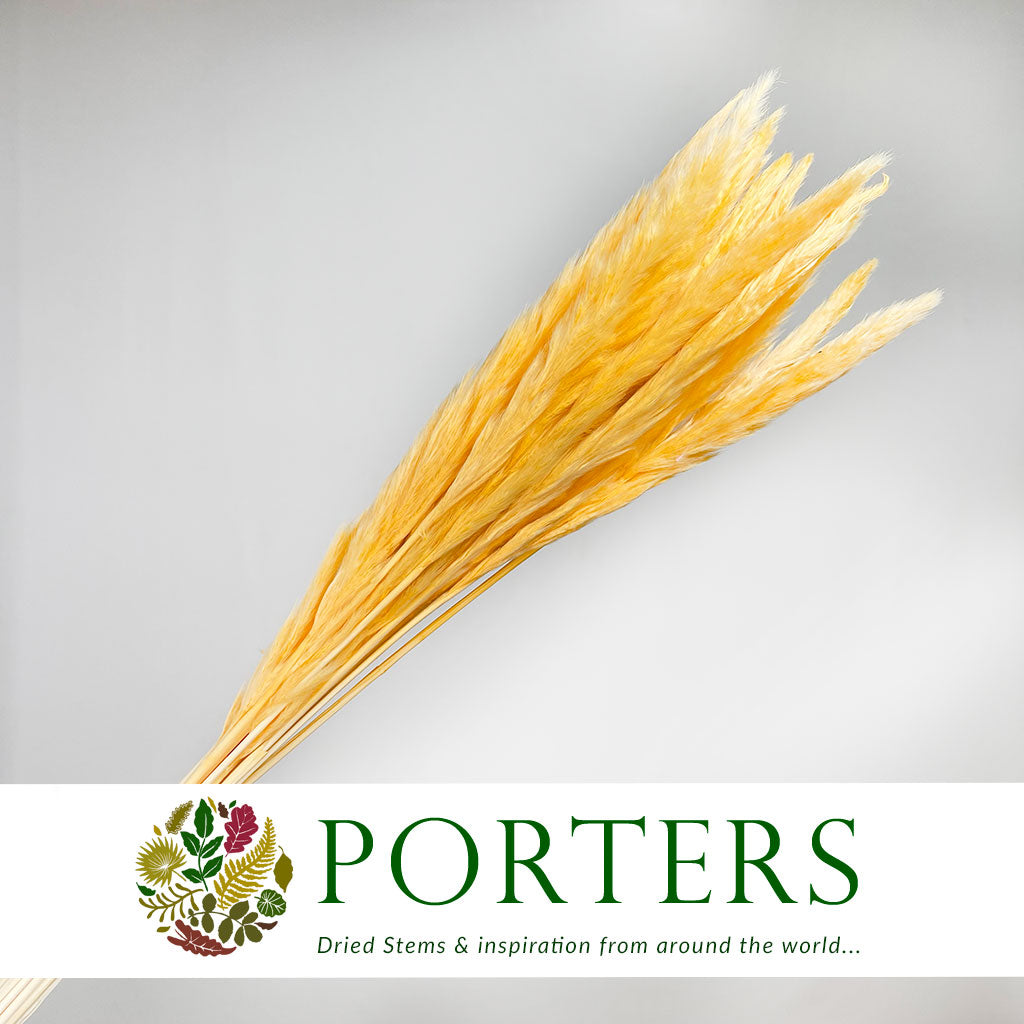Grass 'Pampas' (Fluffy Baby) (Coloured) (DRY) (Various Sizes)