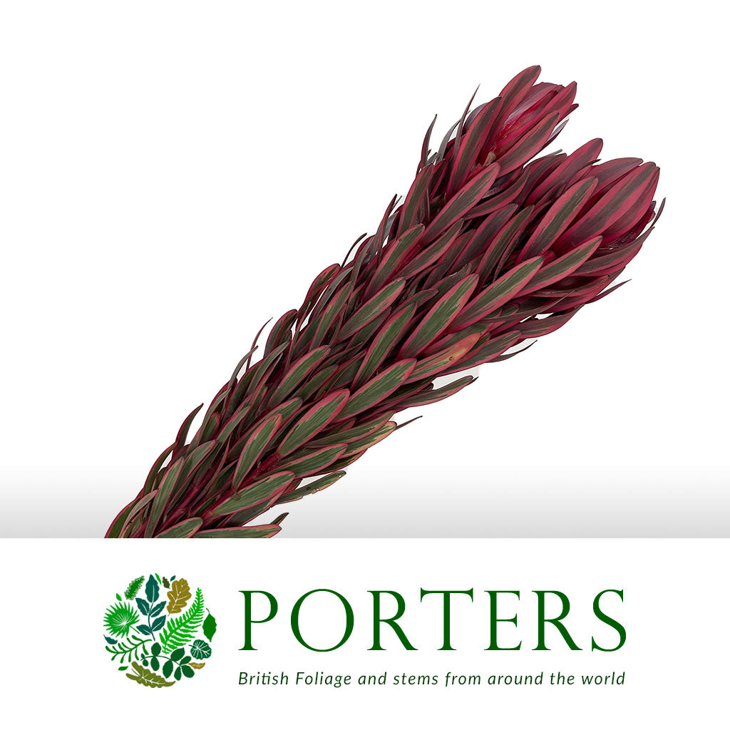 Leucadendron &#39;Jester&#39; (Various Lengths)