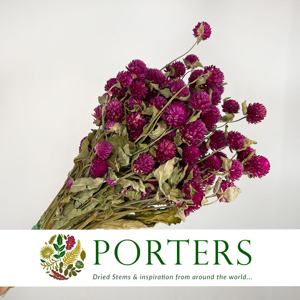 Gomphrena (Various Colours) 55cm (DRY) (Bunch)