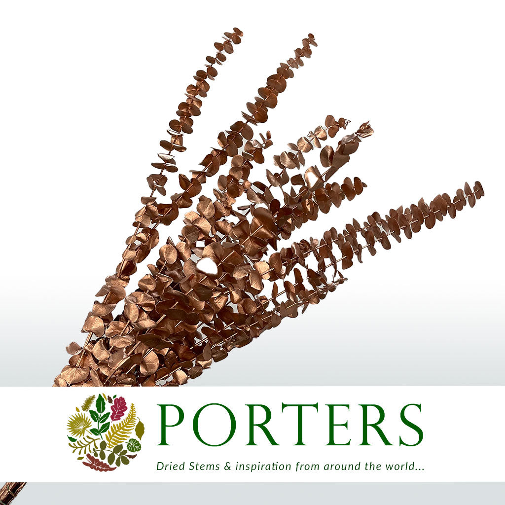 Eucalyptus 'Baby Blue' (Preserved & Painted) (DRY) (Various Colours)