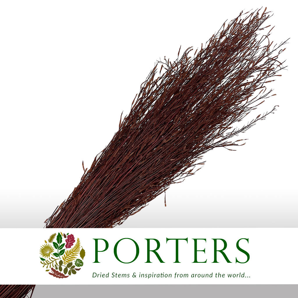 Grass &#39;Saras Grass&#39; (Various Colours) (DRY) H100cm