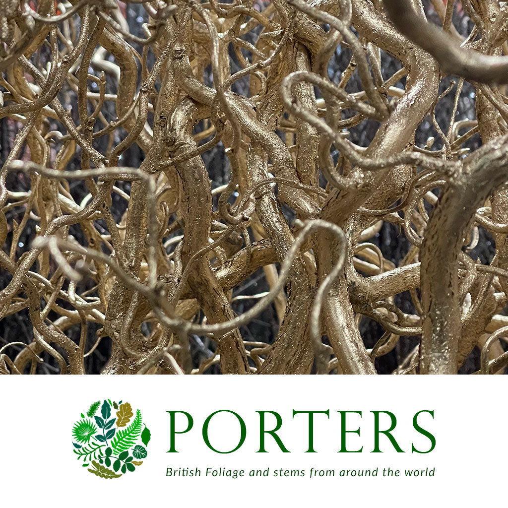 Twisted Hazel (Painted)(Corylus)(Various Colours)