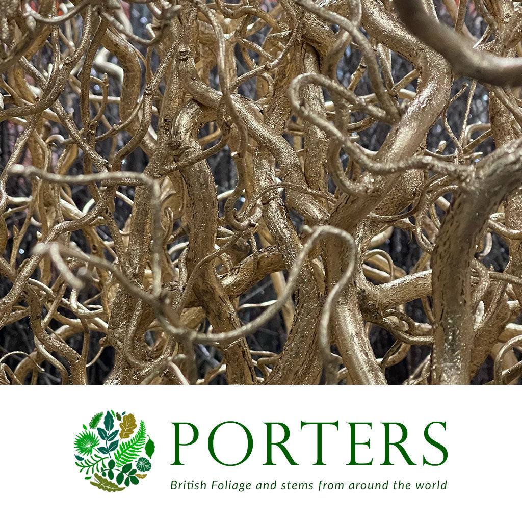 Twisted Hazel (Painted) (Corylus) (Various Colours) 150cm (x15)