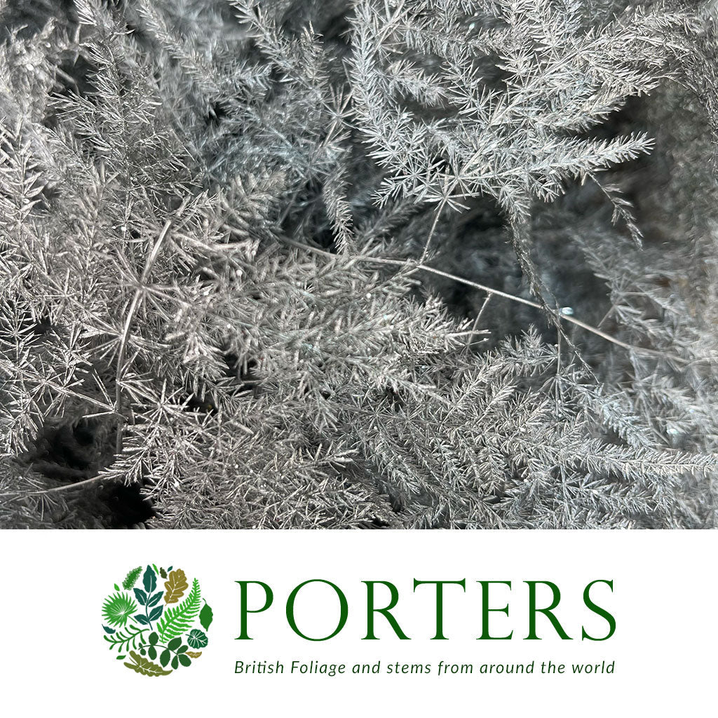 Fern &#39;Asparagus&#39; (Painted/Glitter) 65cm (Various Colours) (x50)