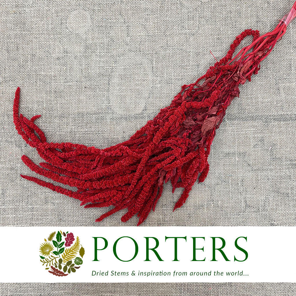 Amaranthus &#39;Trailing&#39; (Coloured) (Various Options)