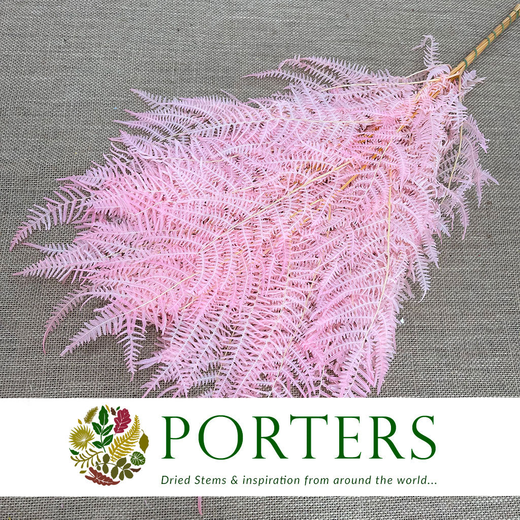 Fern 'Bracken' (Preserved) (DRY) (Various Colours) 60-70cm