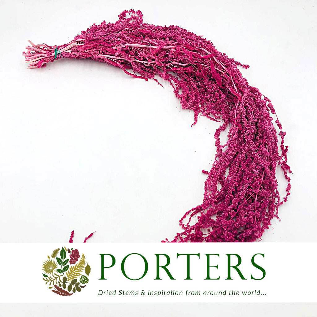 Amaranthus &#39;Trailing&#39; (Coloured) (Various Options)