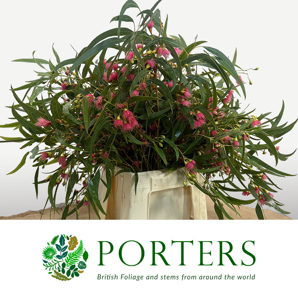 Eucalyptus &#39;Robusta Flowering&#39; 70cm 400g