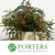 Eucalyptus 'Robusta Flowering' 70cm 400g