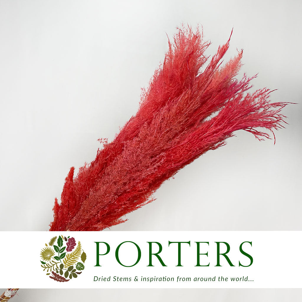 Grass 'Pampas' (Dadang) (Coloured) (DRY) (Various Sizes)