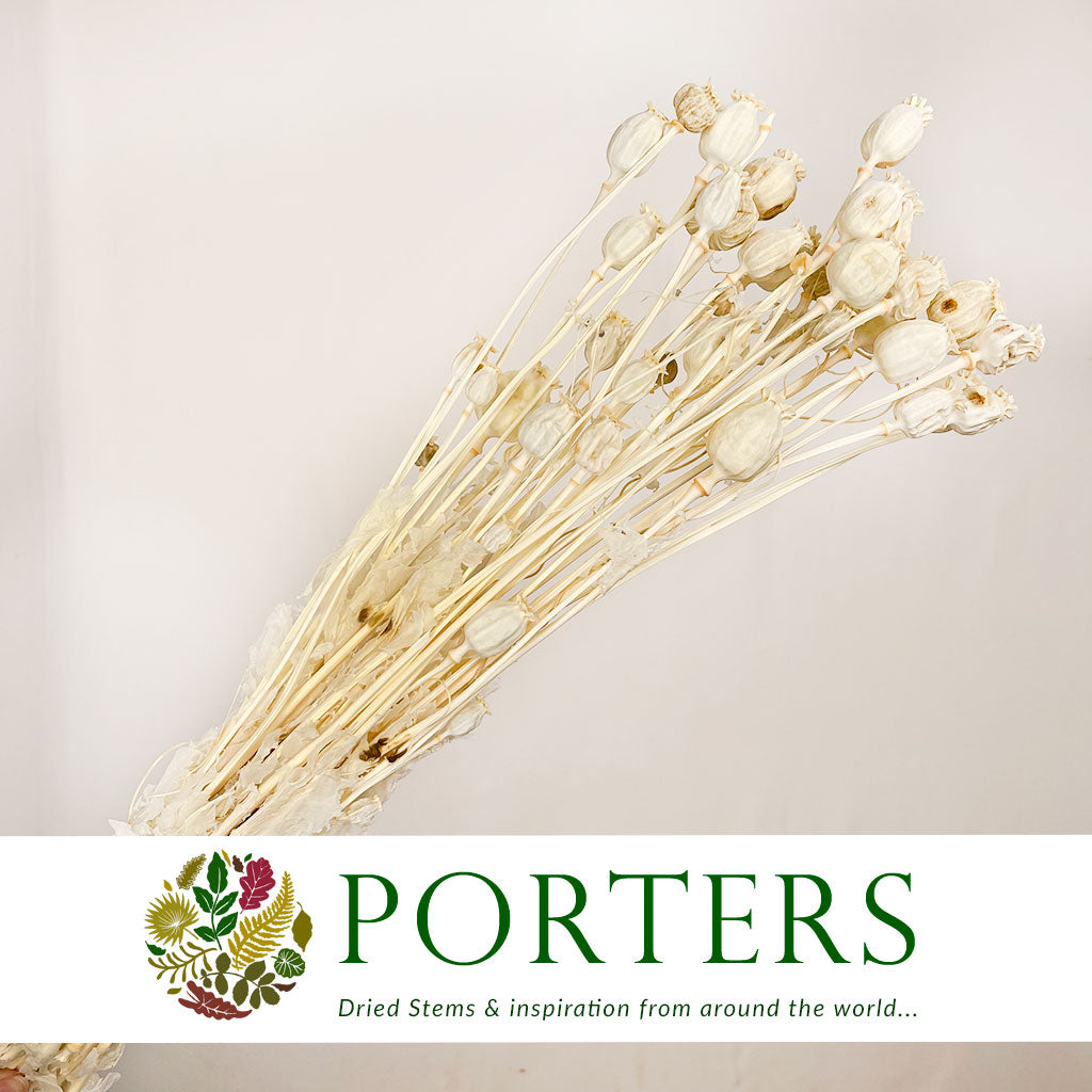 Poppy &#39;Heads&#39; (Bleached) (Various Sizes) (DRY)