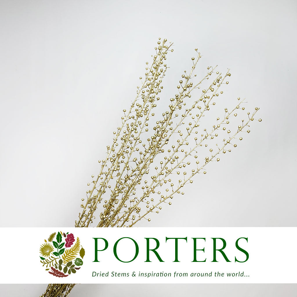 Scrotularia 'Berries' (Painted) (DRY) (Various Colours)