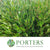 Phillyrea (Cultivated E) (Various Sizes)