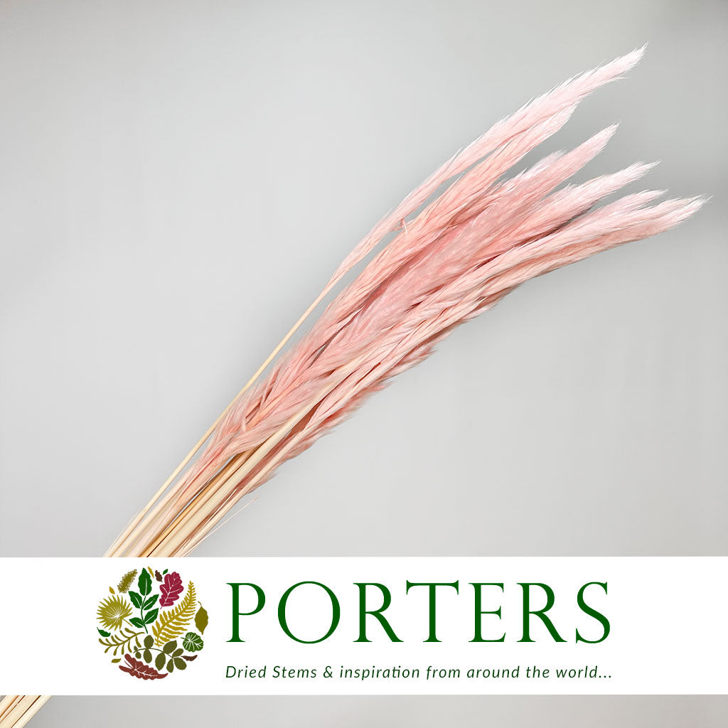 Grass 'Pampas' (Fluffy Baby) (Coloured) (DRY) (Various Sizes)