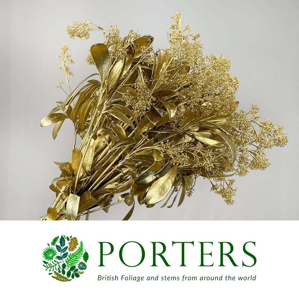 Skimmia (Painted) (Various Colours)