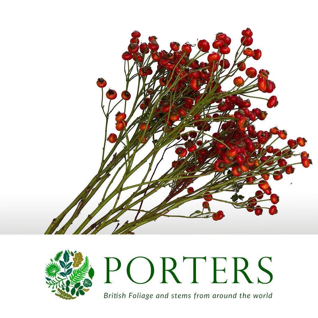 Rose Hips 'Sensational Fantasy' (Various Heights)
