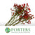 Rose Hips 'Sensational Fantasy' (Various Heights)