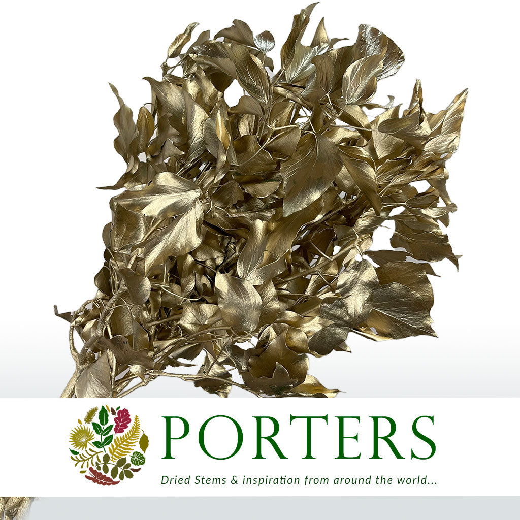 Ivy 'Foliage' (Preserved & Painted) (DRY) (Various Colours)