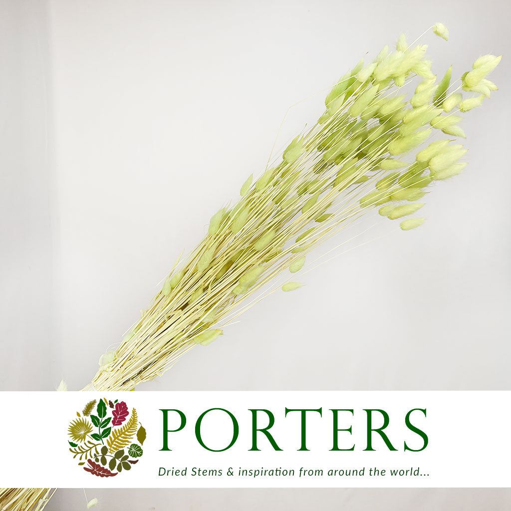 Grass 'Lagurus' (Painted/Bleached) (DRY) (Various Colours)