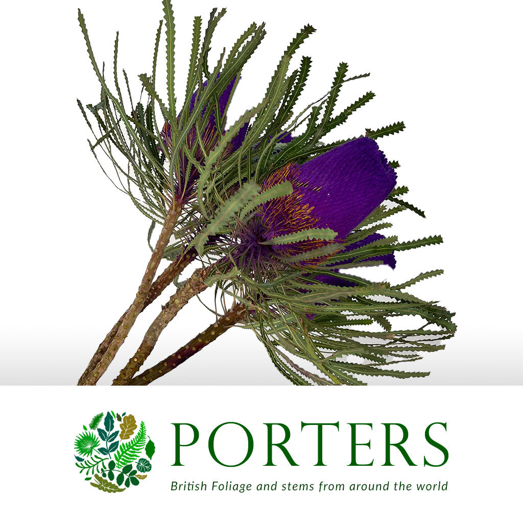 Protea &#39;Banksia&#39; (Hookeri) (Purple) (Various Lengths)