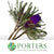 Protea 'Banksia' (Hookeri) (Purple) (Various Lengths)