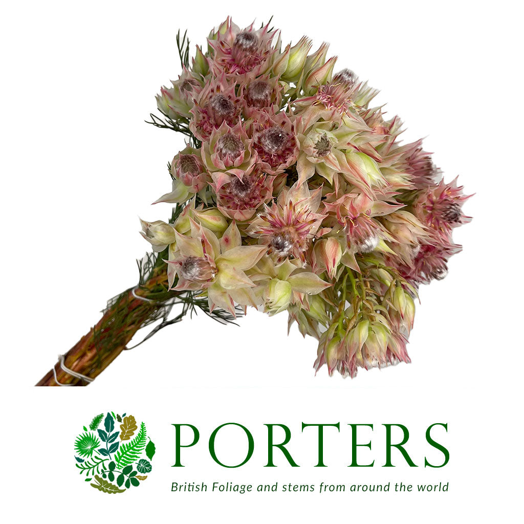 Protea &#39;Blushing Brides&#39; (Pink) (Various Sizes)