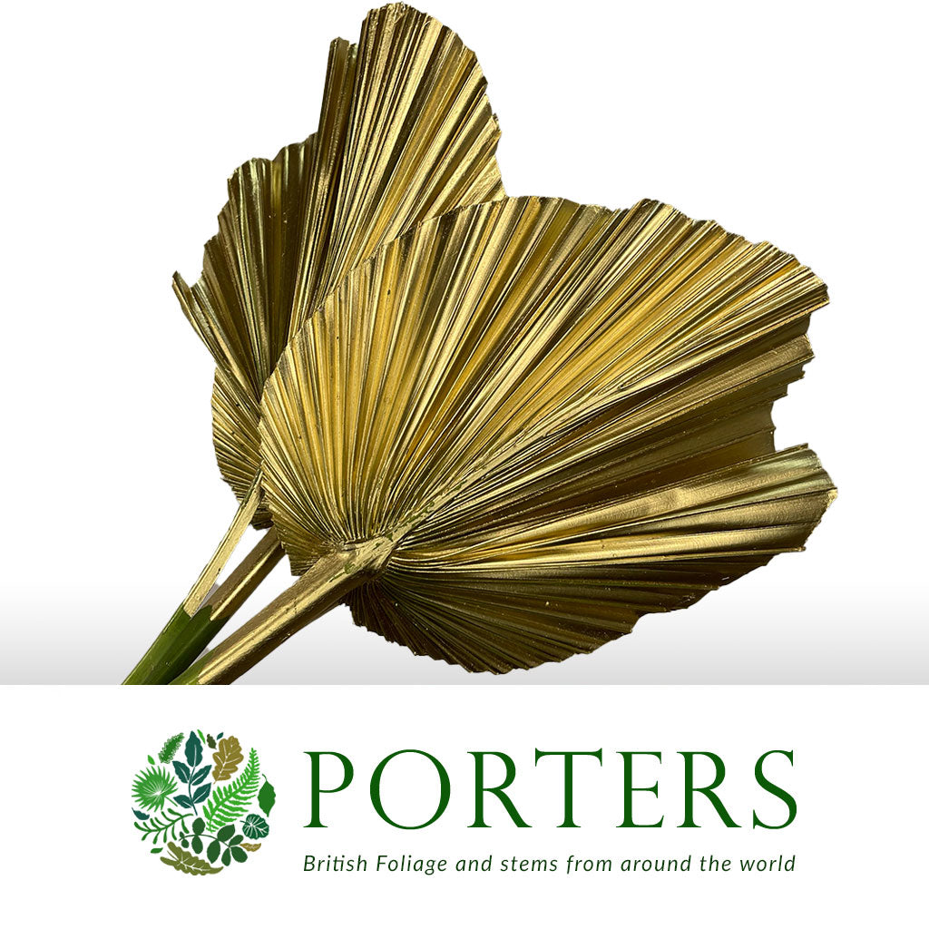 Palm 'Washingtonia' (Painted) (Various Colours)