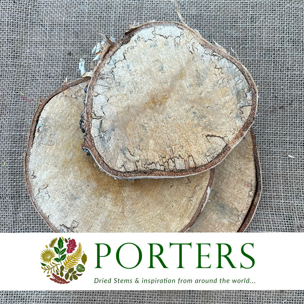 Birch &#39;Slices&#39; (Round) (DRY) (Various Sizes)