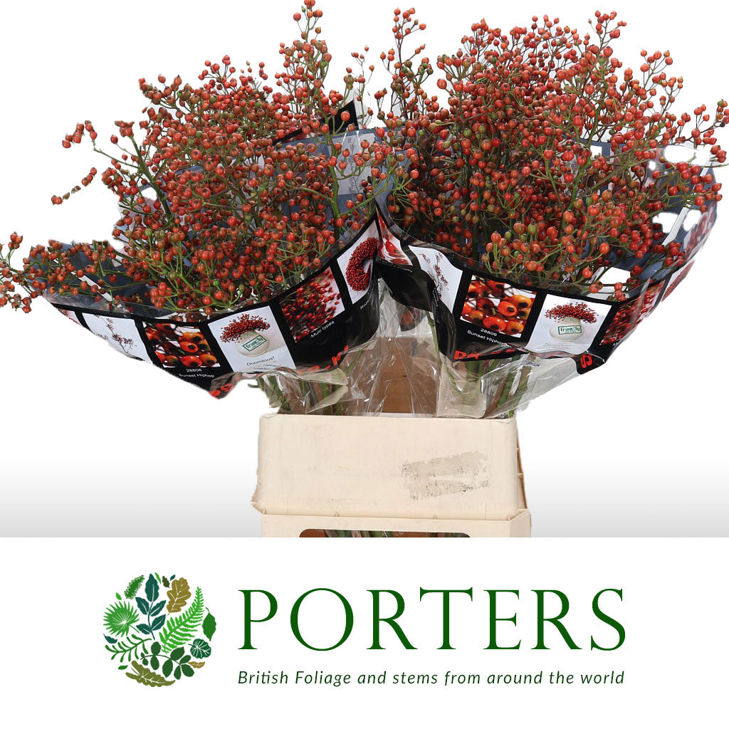 Rose Hips &#39;Autumn Orange&#39; Straight (Various Heights)