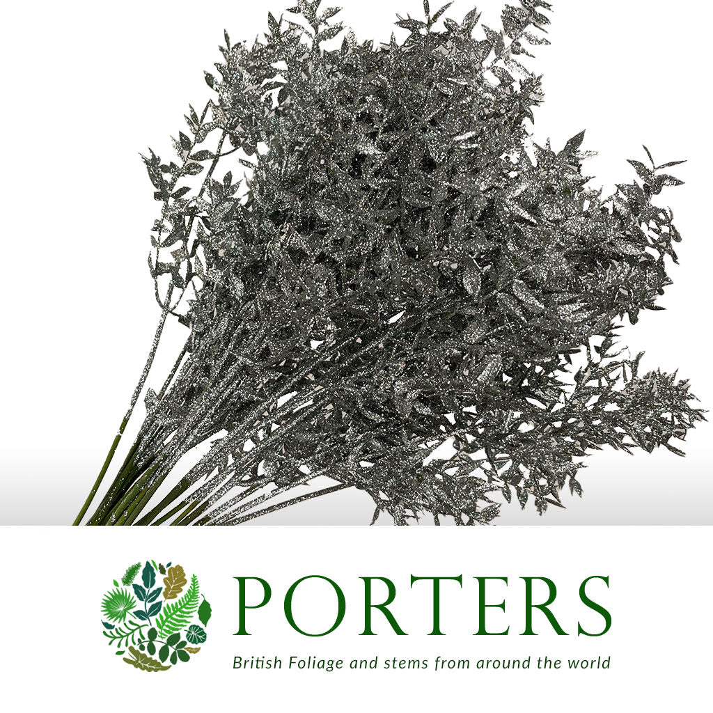 Ruscus 'Wild' (Painted & Glitter) (DRY) (x5)