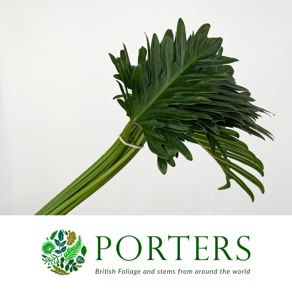 Philodendron Leaves 'Xantal' (Various Lengths)