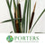Grass 'Typha' (Bull Rush) (Wild) (Various Sizes)