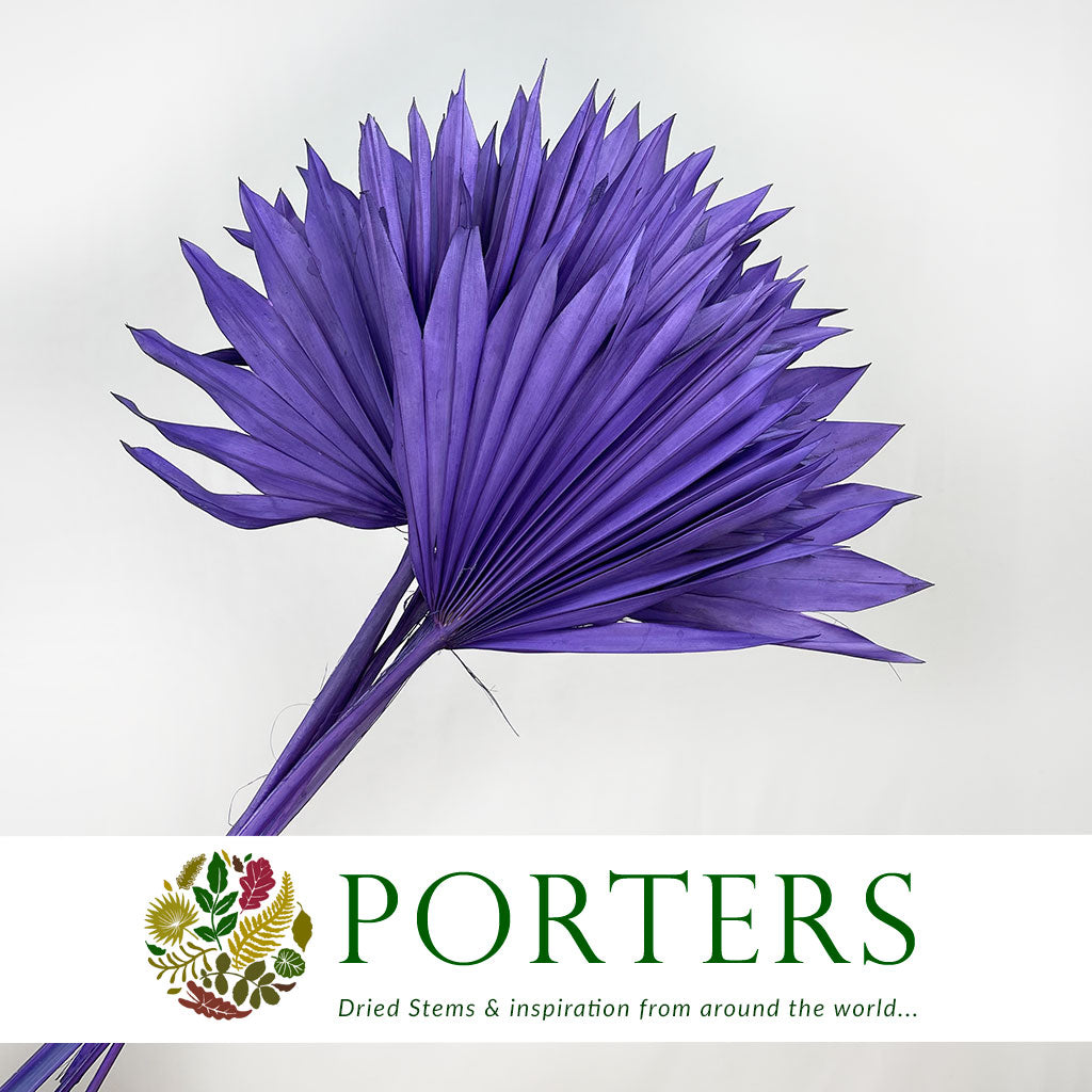 Palm &#39;Fan Palm&#39; (Painted) (DRY) (Various Colours) (x6) 45-55cm