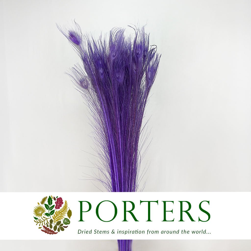 Feathers &#39;Peacock&#39; 90-100cm (x10) (Various Colours)