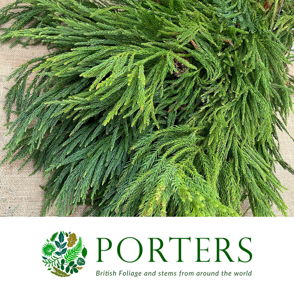 Cryptomeria &#39;Japanese Cedar&#39; Green (Various Sizes)