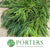 Cryptomeria 'Japanese Cedar' Green (Various Sizes)