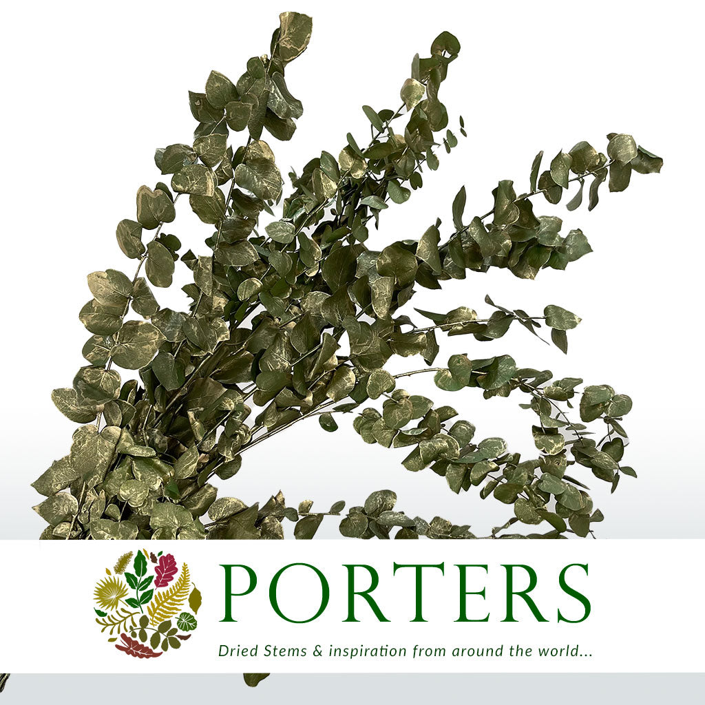 Eucalyptus 'Stuartiana' (Stabilised) (Painted) (DRY) (Various Colours)