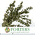 Eucalyptus 'Stuartiana' (Stabilised) (Painted) (DRY) (Various Colours)