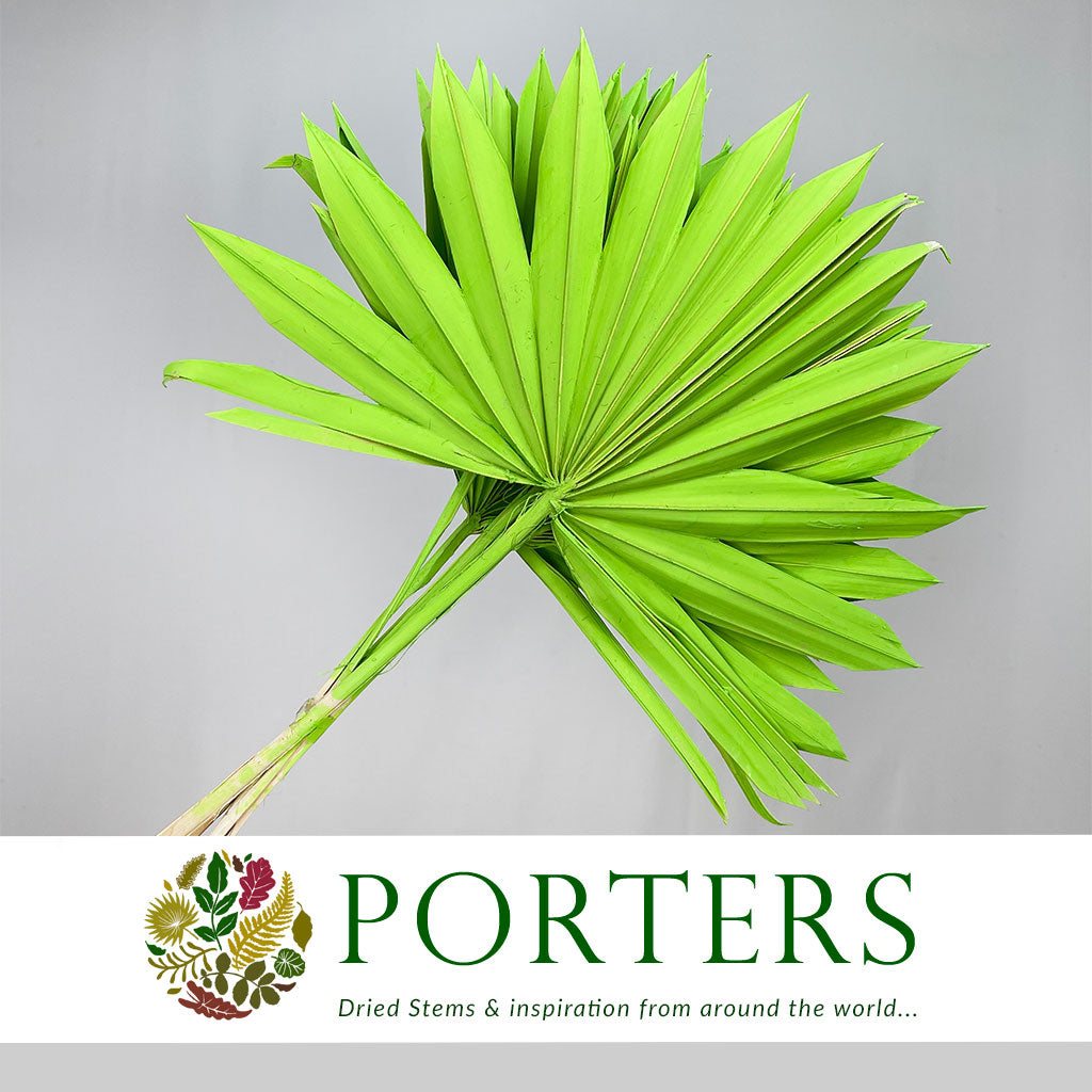 Palm &#39;Fan Palm&#39; (Painted) (DRY) (Various Colours) (x6) 45-55cm