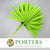 Palm 'Fan Palm' (Painted) (DRY) (Various Colours) (x6) 45-55cm