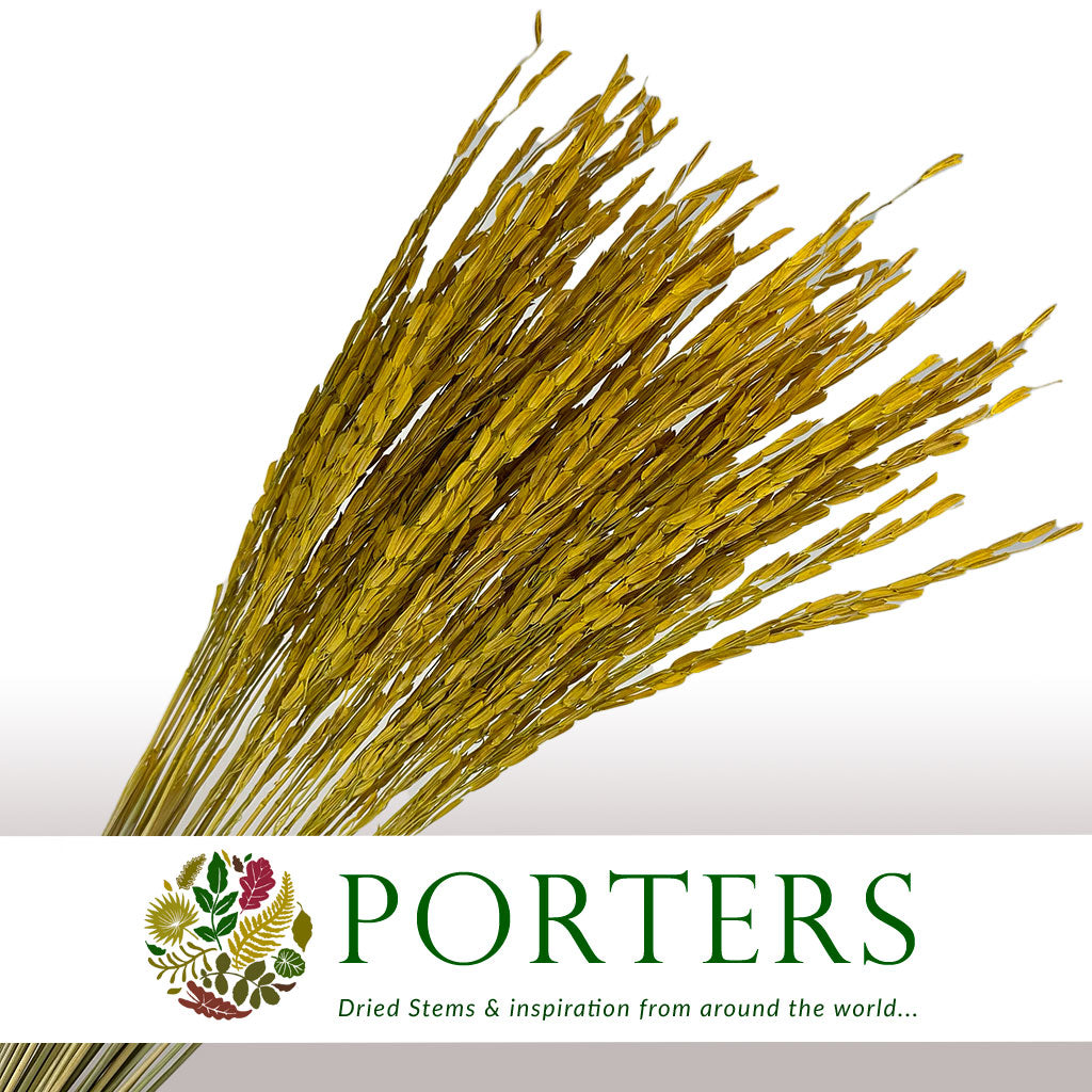 Rice Grass &#39;Oryza&#39; (Yellow) (DRY)