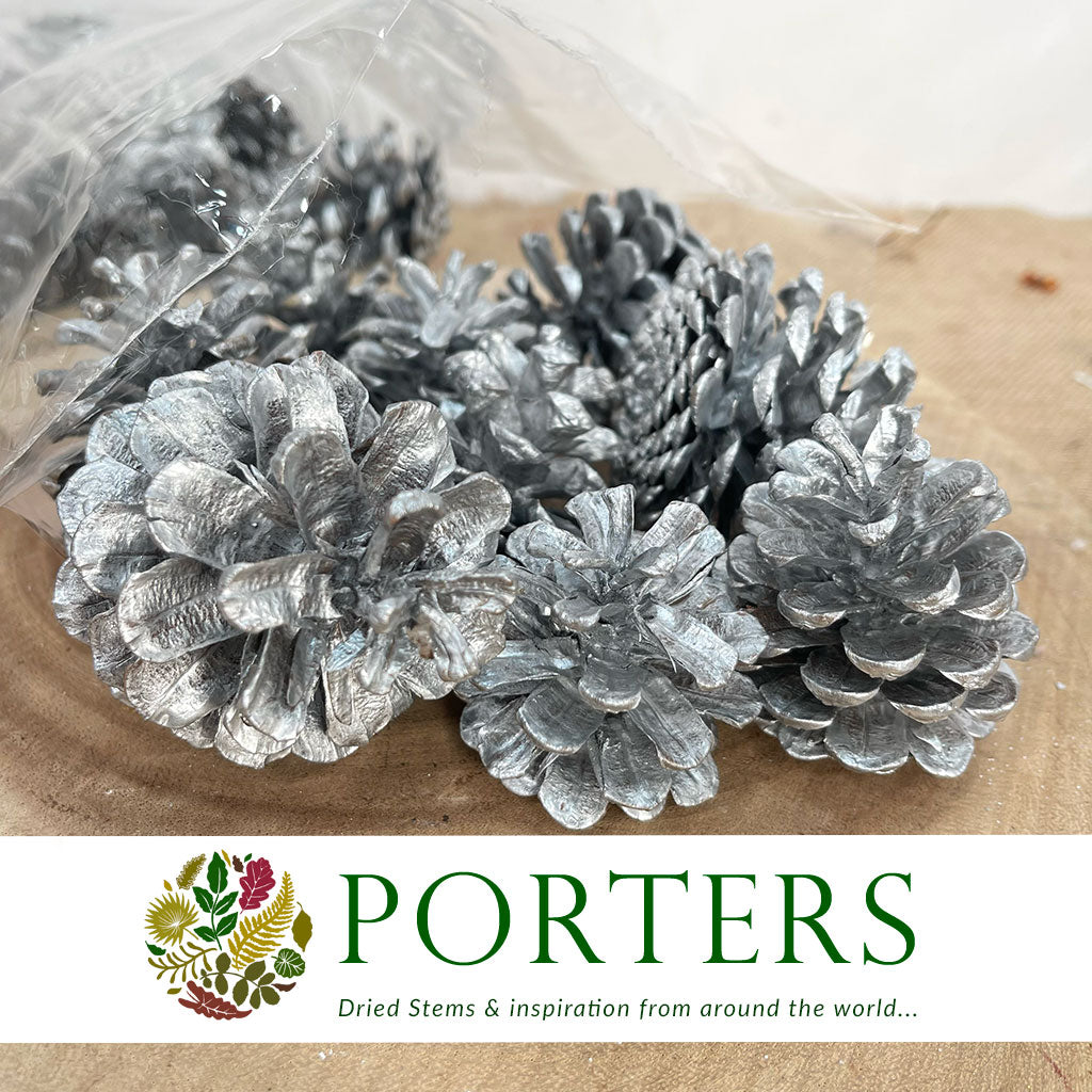 Cones 'Nigra' (Painted) (DRY) (Various Colours)