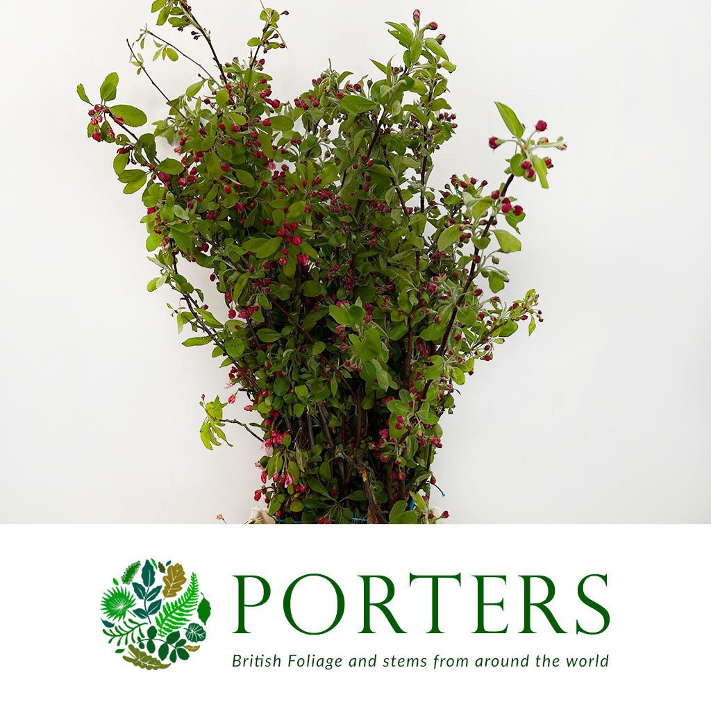 Blossom 'Apple' (Red Sentinel) Cultivated (Various Sizes)