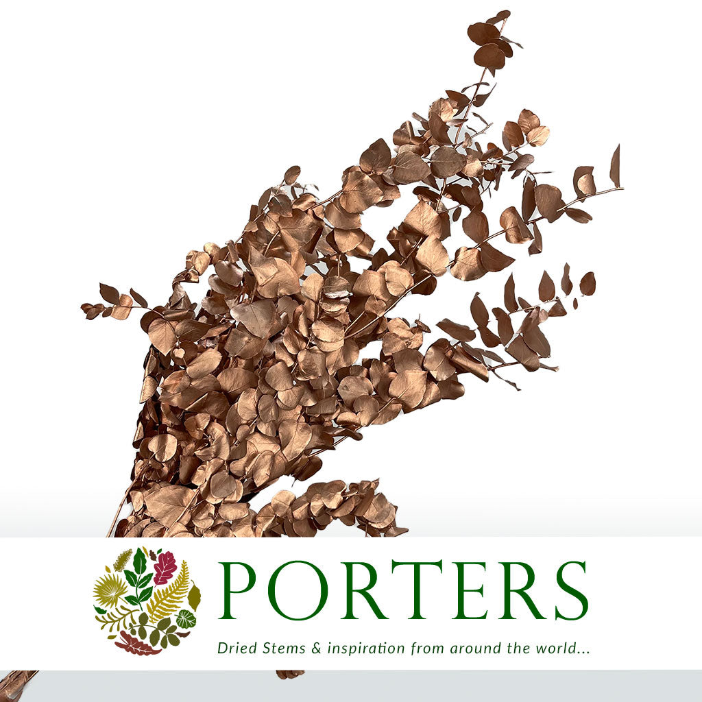 Eucalyptus 'Stuartiana' (Stabilised) (Painted) (DRY) (Various Colours)