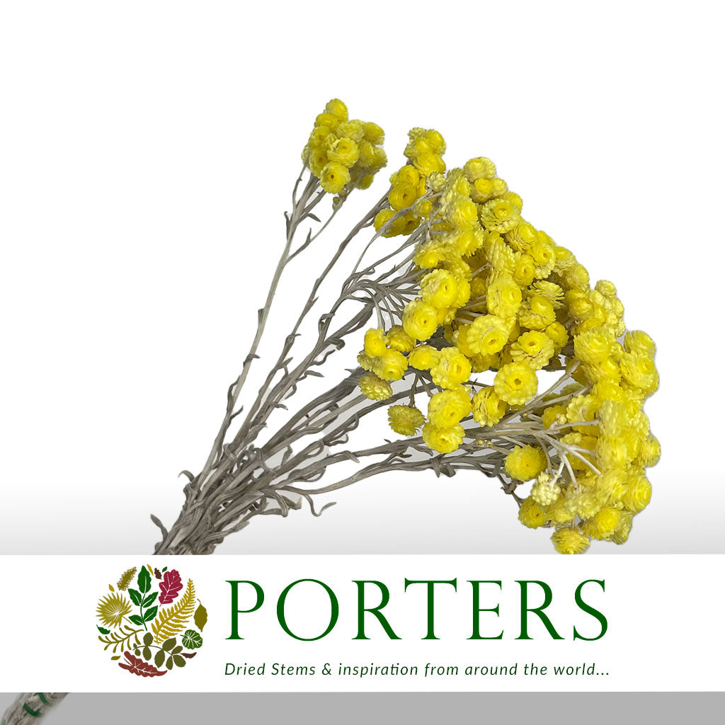 Helichrysum &#39;Italicum&#39; (Natural Yellow) (DRY) (Various Sizes)