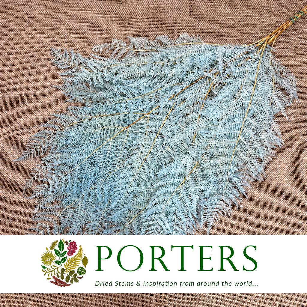 Fern 'Bracken' (Preserved) (DRY) (Various Colours) 60-70cm