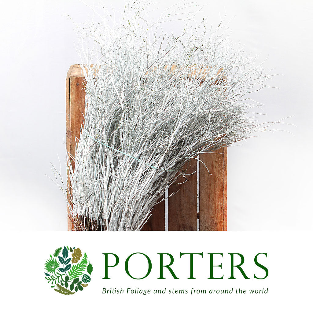 Bog Myrtle &#39;Painted or Glittered&#39; (Various Colours) (Bundle)