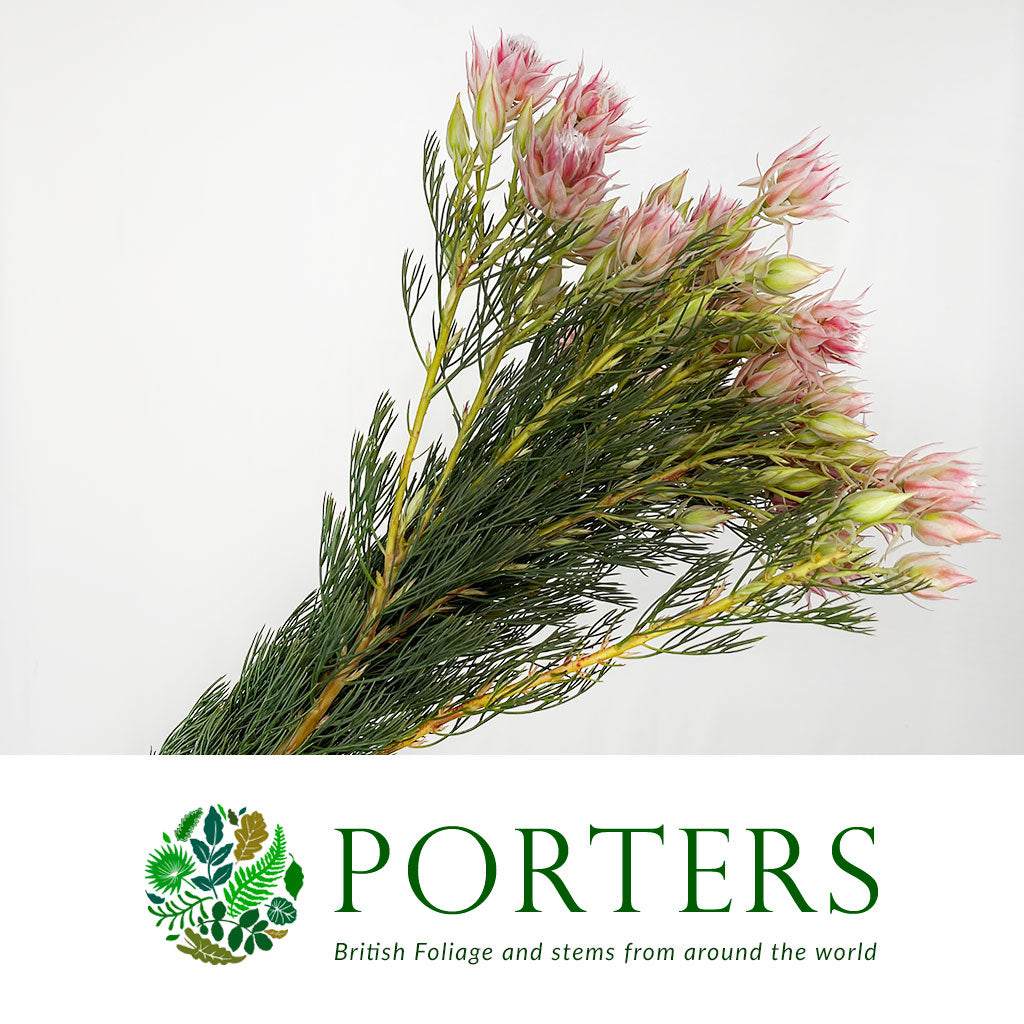 Protea &#39;Blushing Brides&#39; (Pink) (Various Sizes)